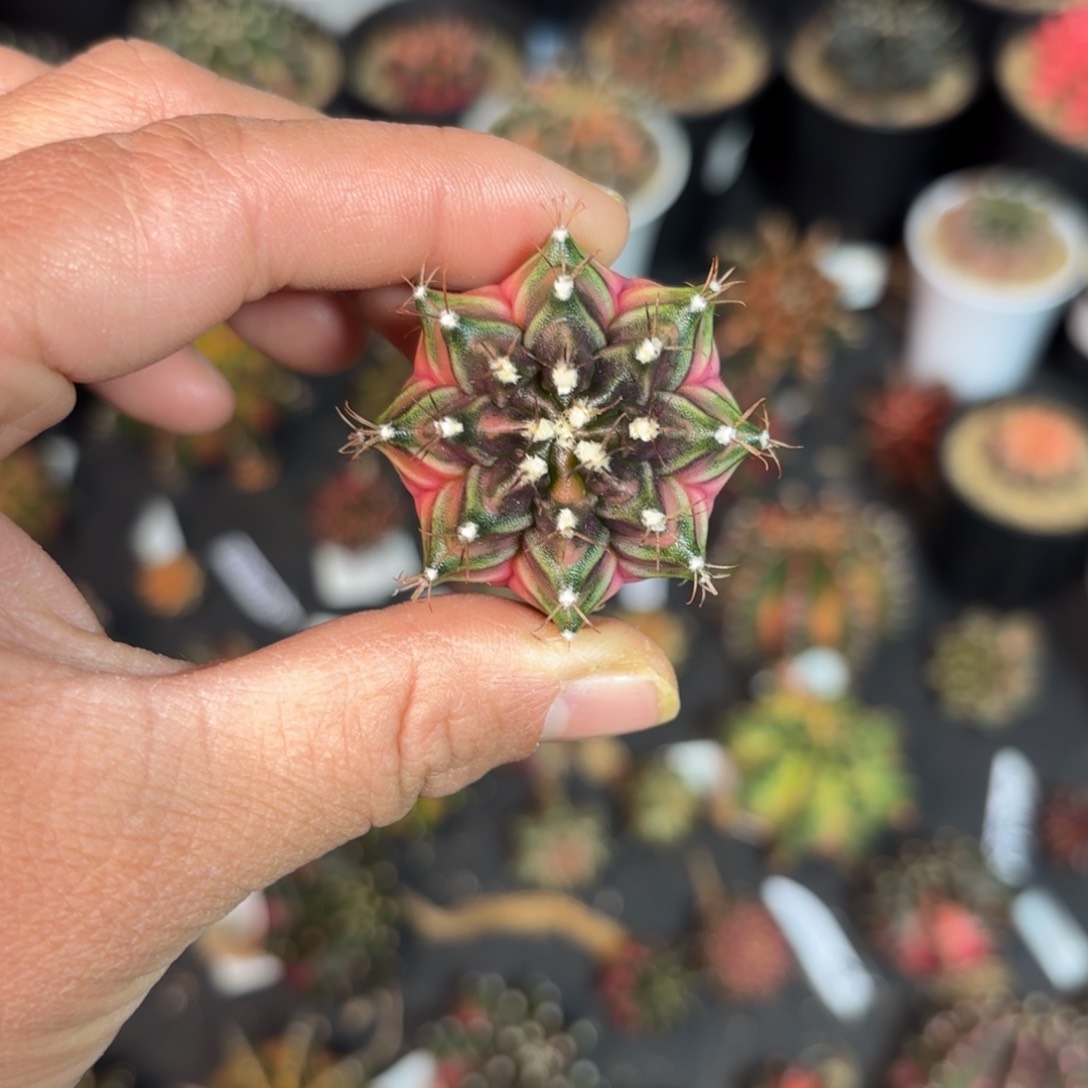 泰系米哈仙人球25号