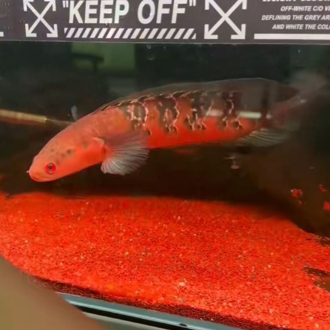 红帝王魔神雷龙中加红帝王仙塔兰姆红帝王魔神