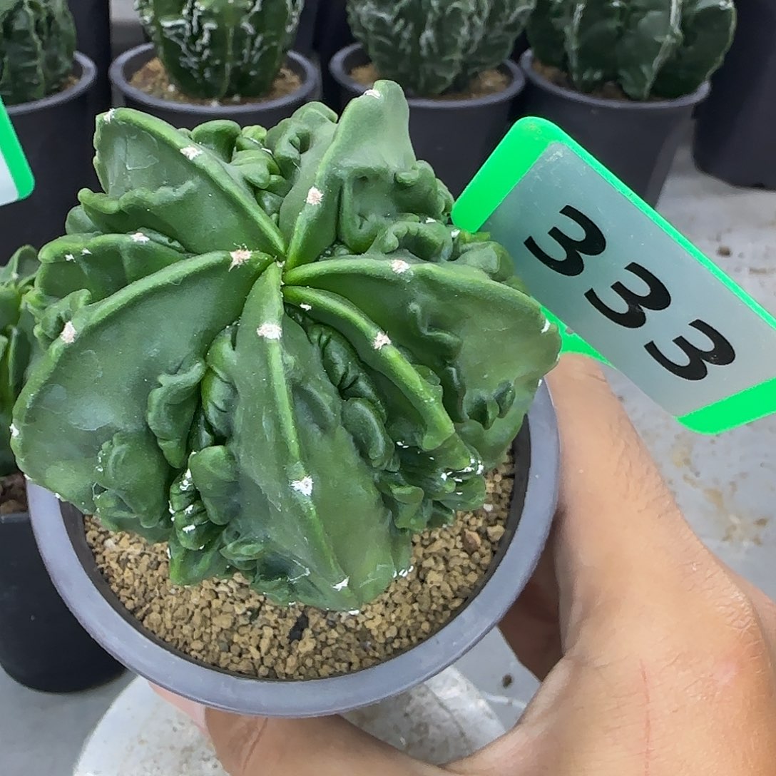 仙人球一物一拍333