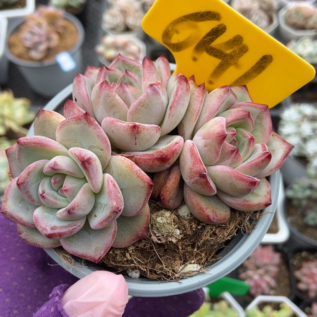 6141夜魔侠多肉植物保护