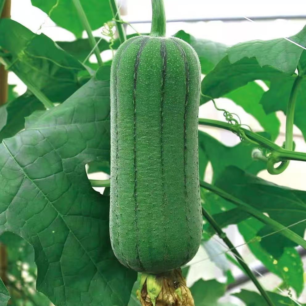 川塔掌中宝 短棒早熟肉丝瓜种籽