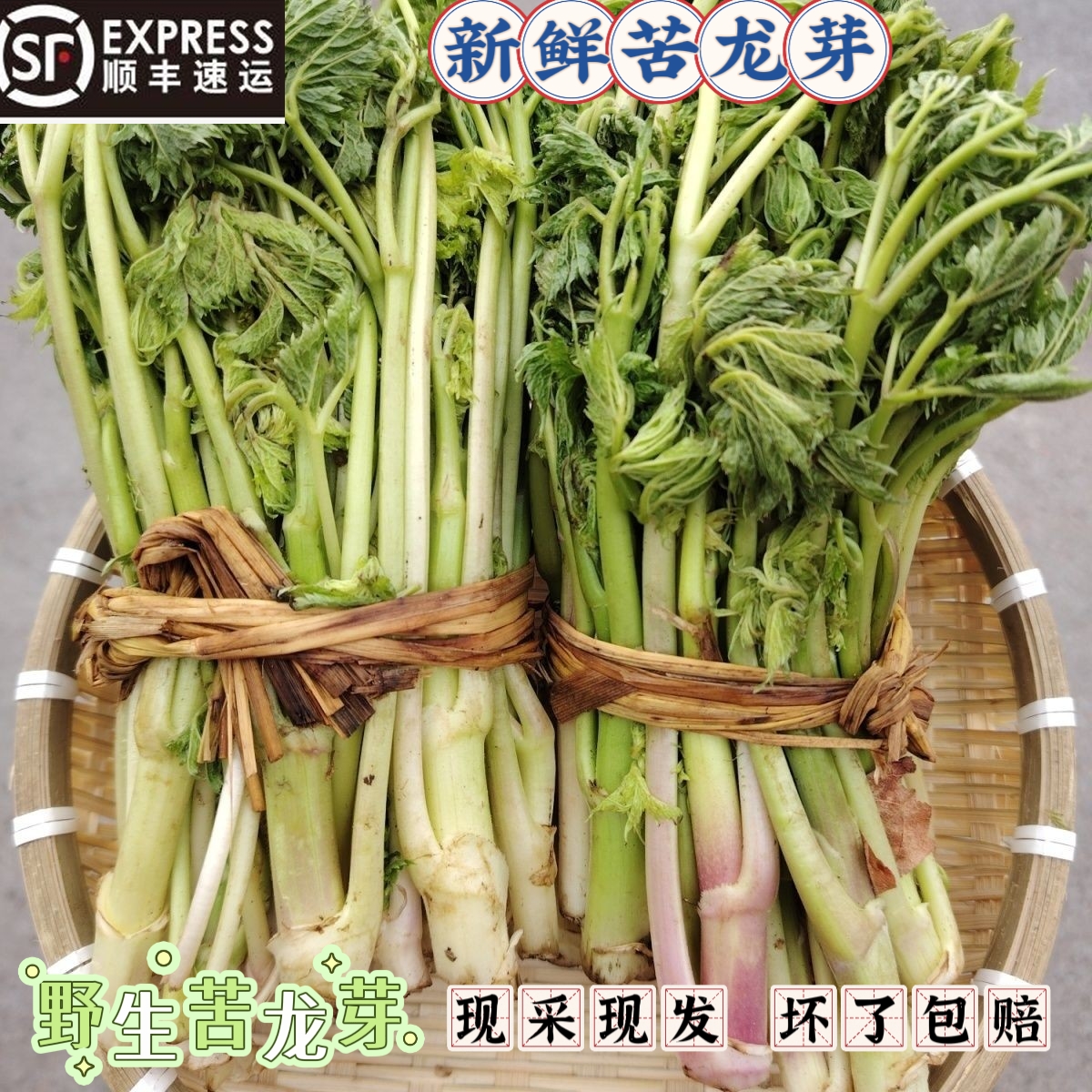 东北野生苦龙芽苦嫩芽苦老芽山野菜苦龙芽焯水速冻顺丰包邮