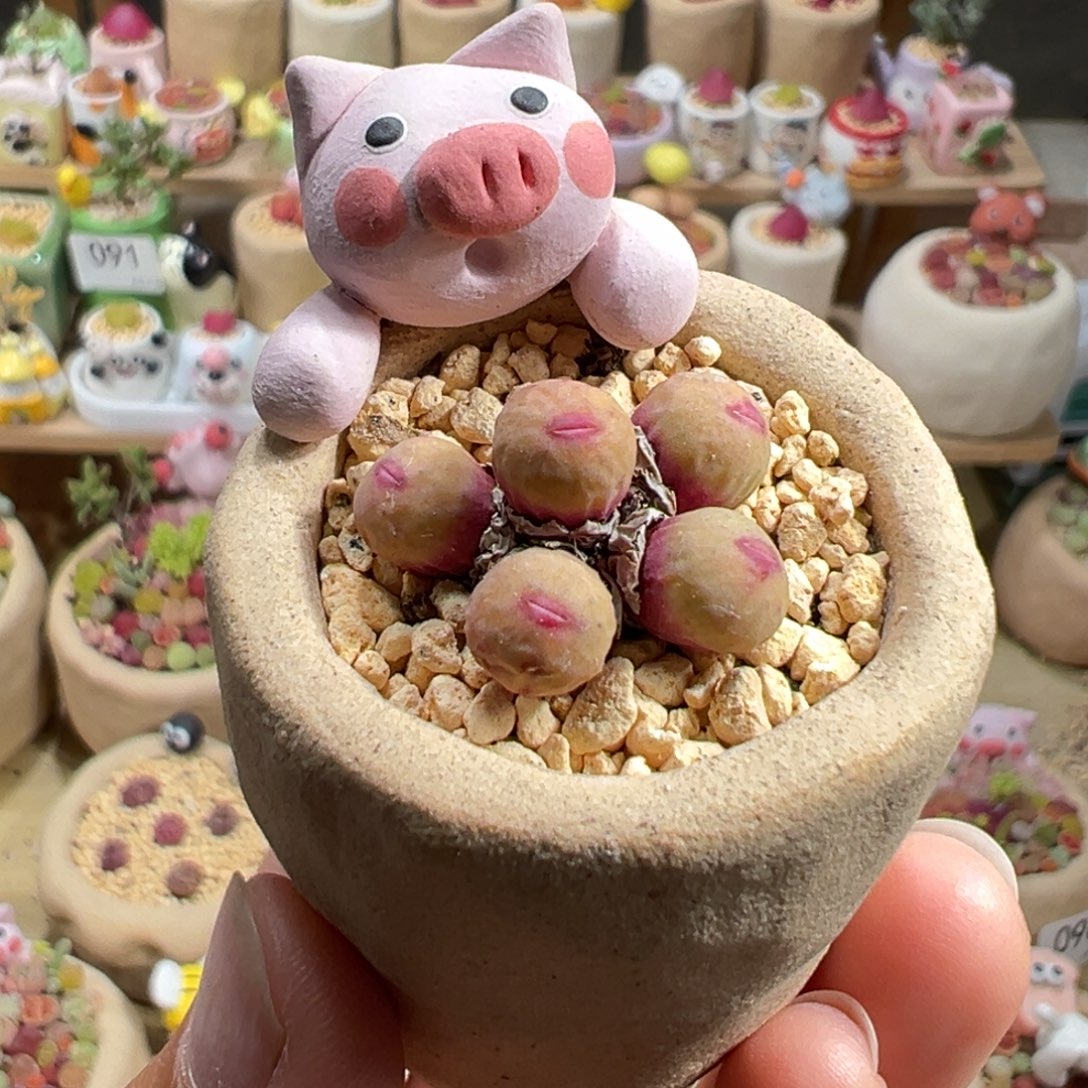 多肉植物107号红嘴