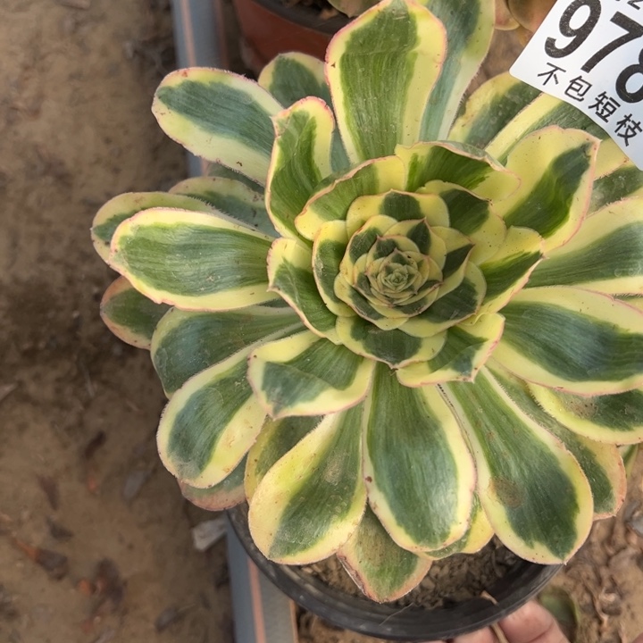 燕姿锦多肉植物法师9785