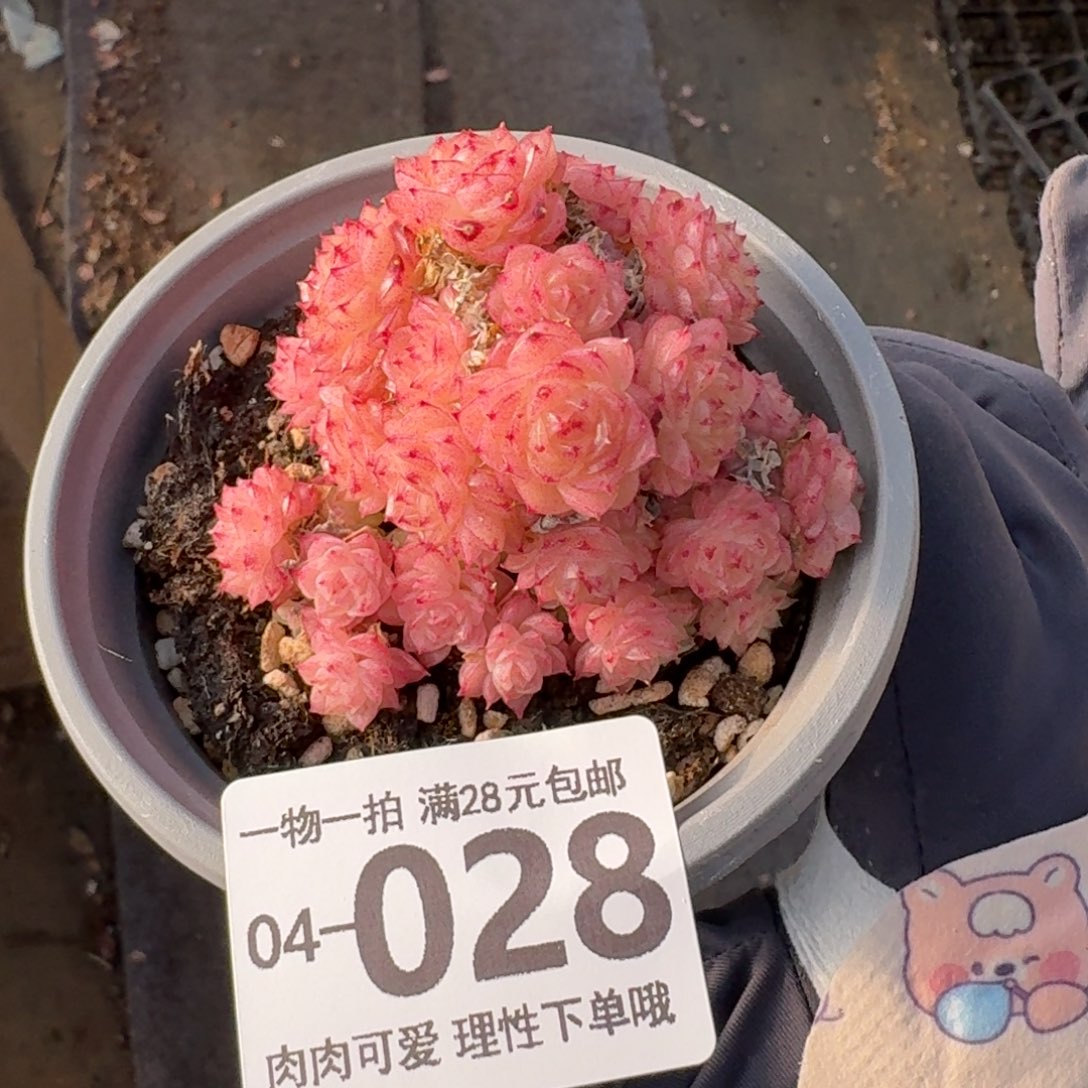 麦秆无盆土发货无