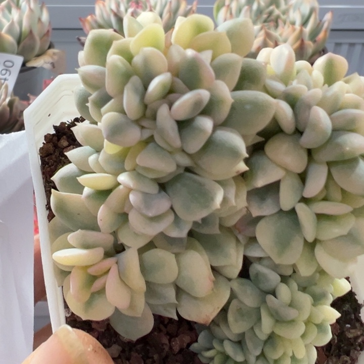 雪精灵锦缀多肉植物2500