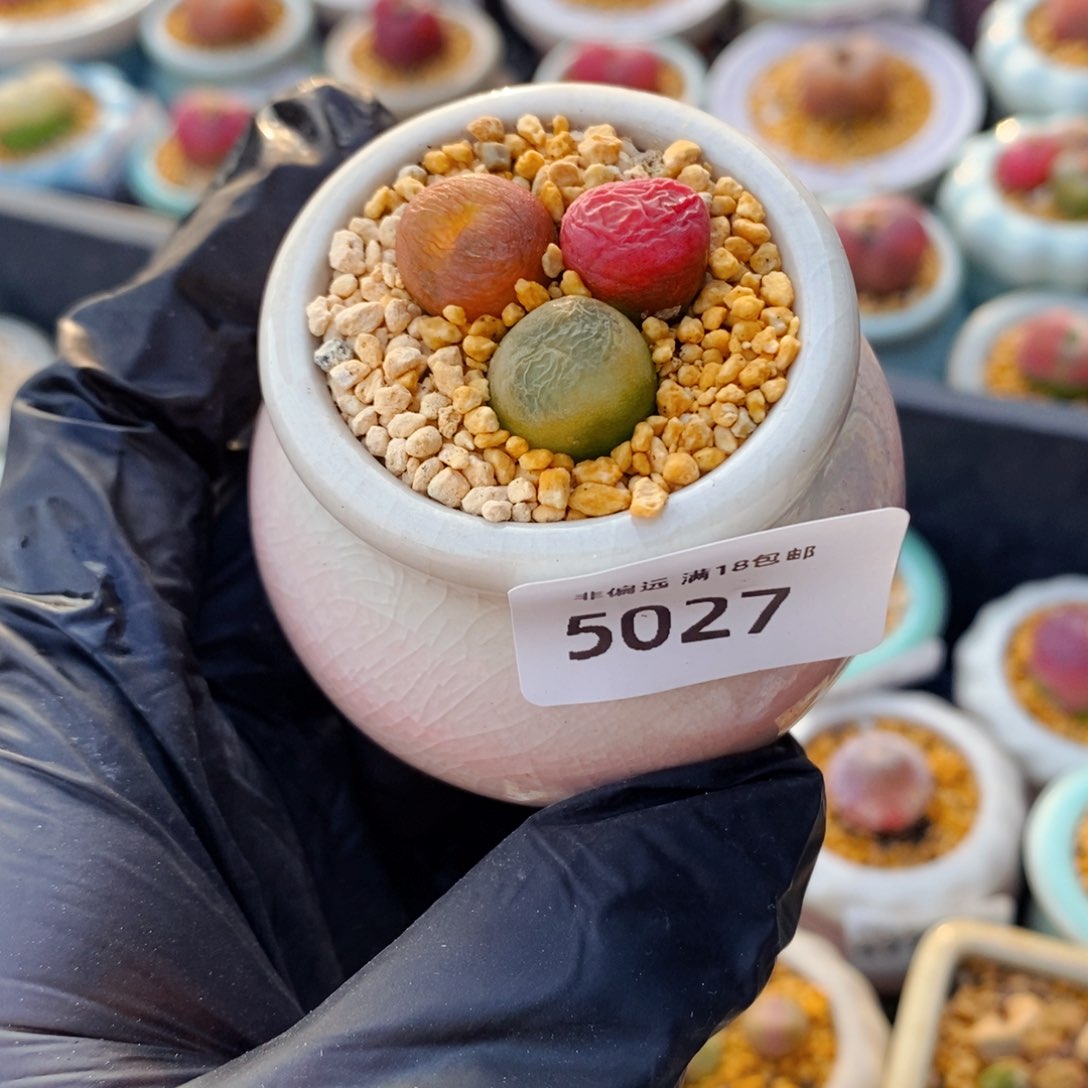 5027--一物一拍 带盆 蟠桃1801.1