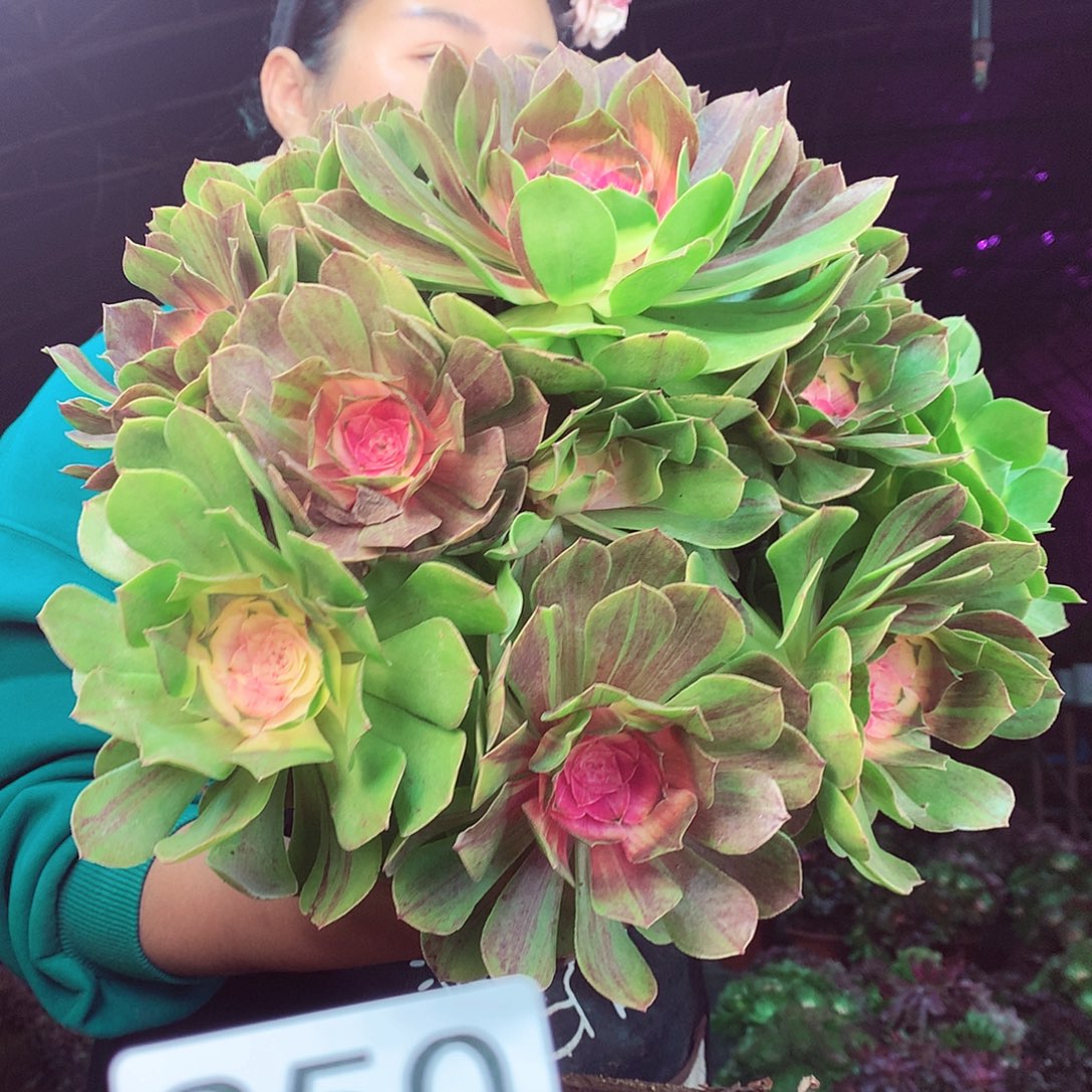 柒柒精品多肉脱土发货不包断侧枝250