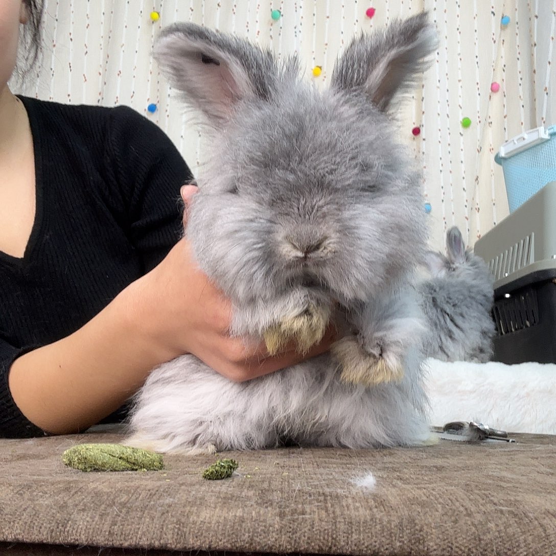 安哥拉兔星黛露妹妹