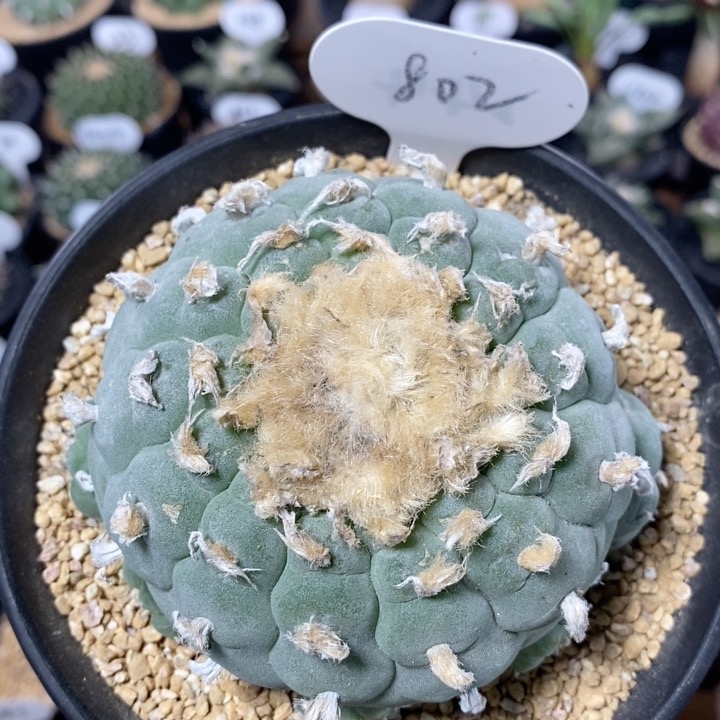 802号实生南瓜尤草球10.5cm