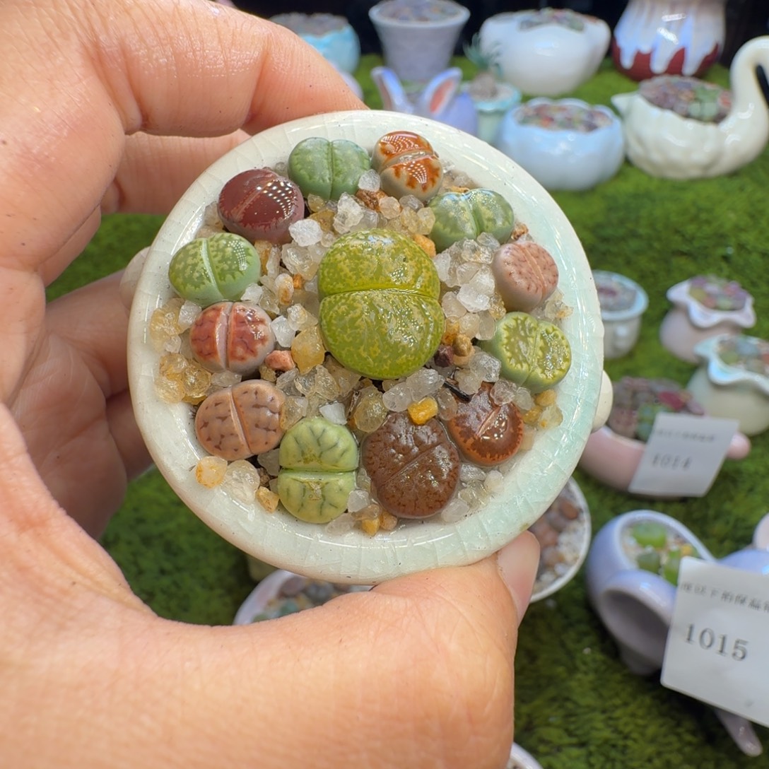 云****多肉植物开播福利冲1022