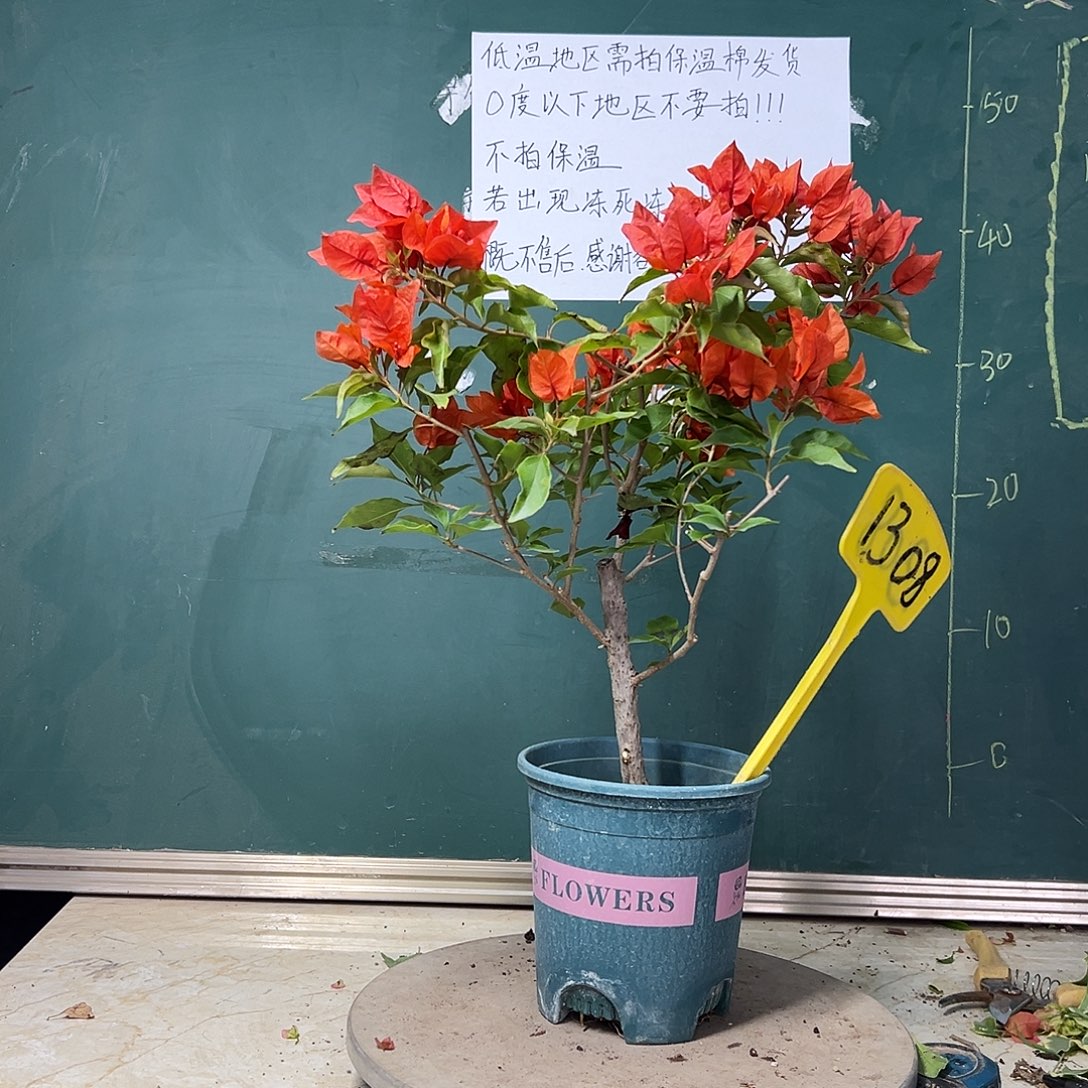 完全开放  热火桑巴  1308