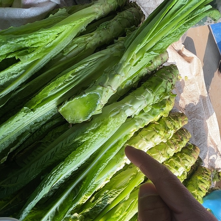 中国大陆香莴笋五斤