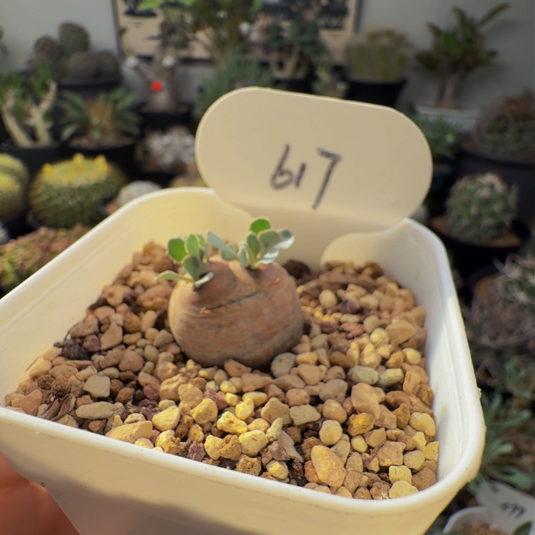 617格加厚墩菊带盆发货