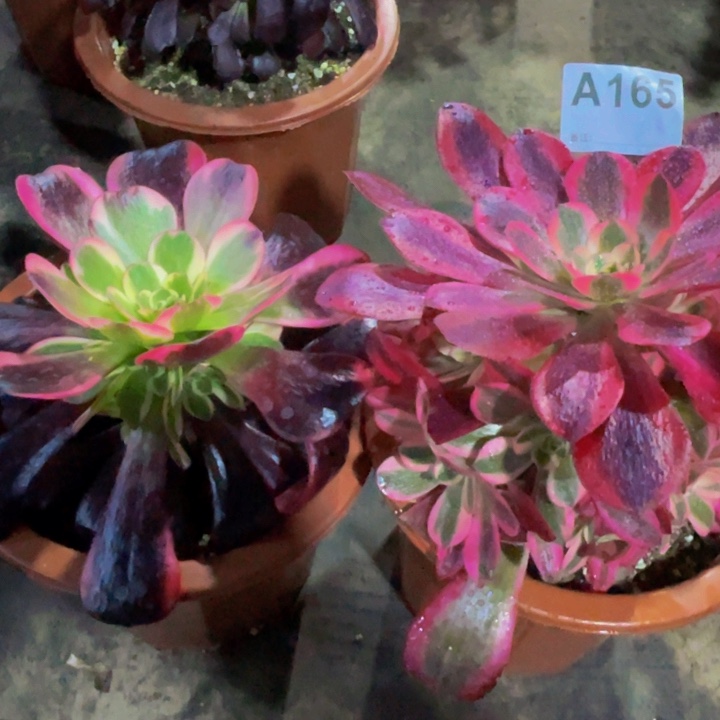 美杜莎两颗小苗165