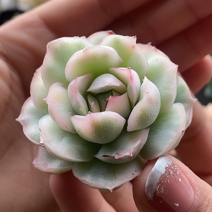 草莓蛋糕锦多肉植物