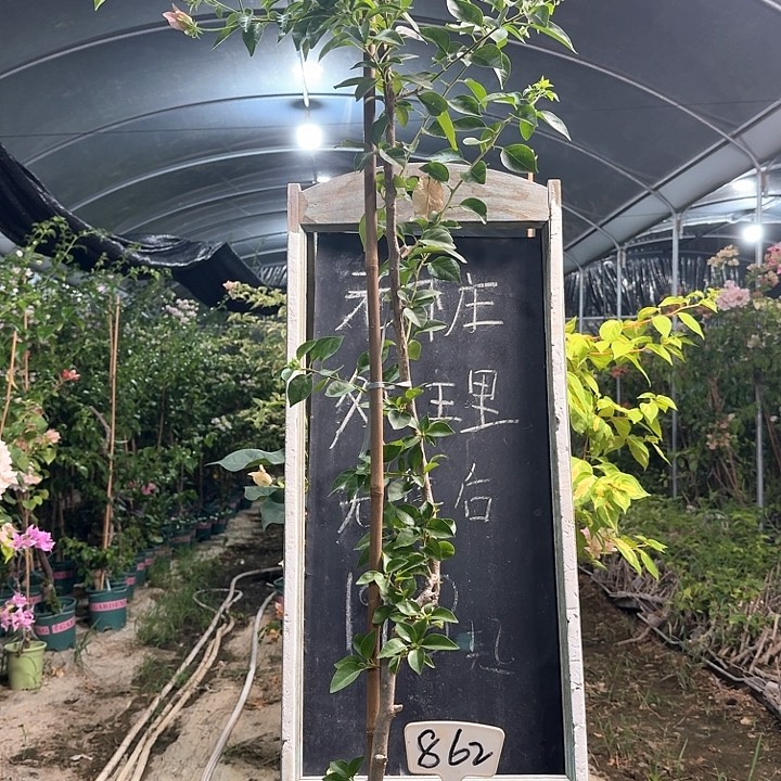 无花朵三角梅三角梅862