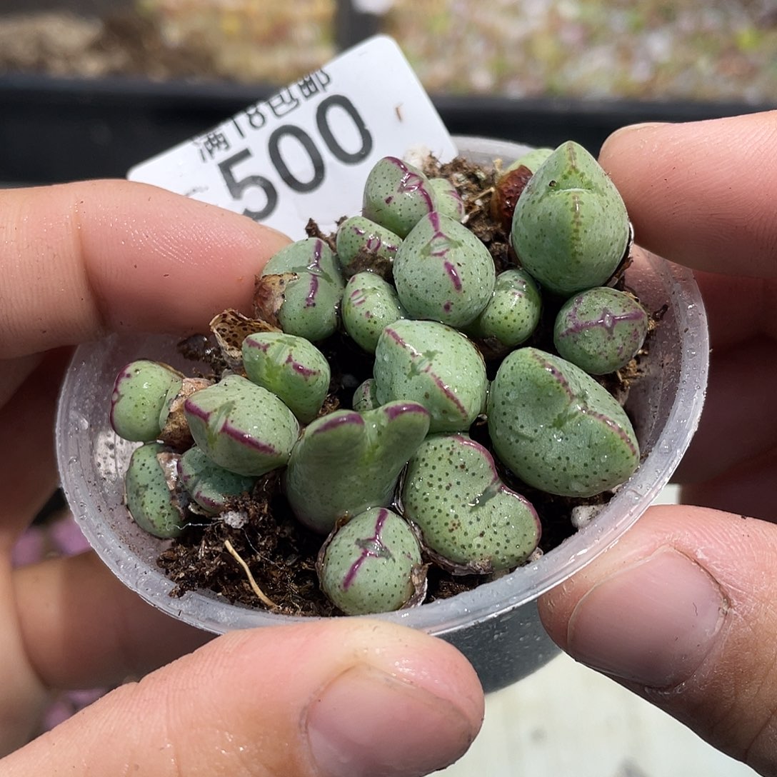 当天凑满十八元包邮500