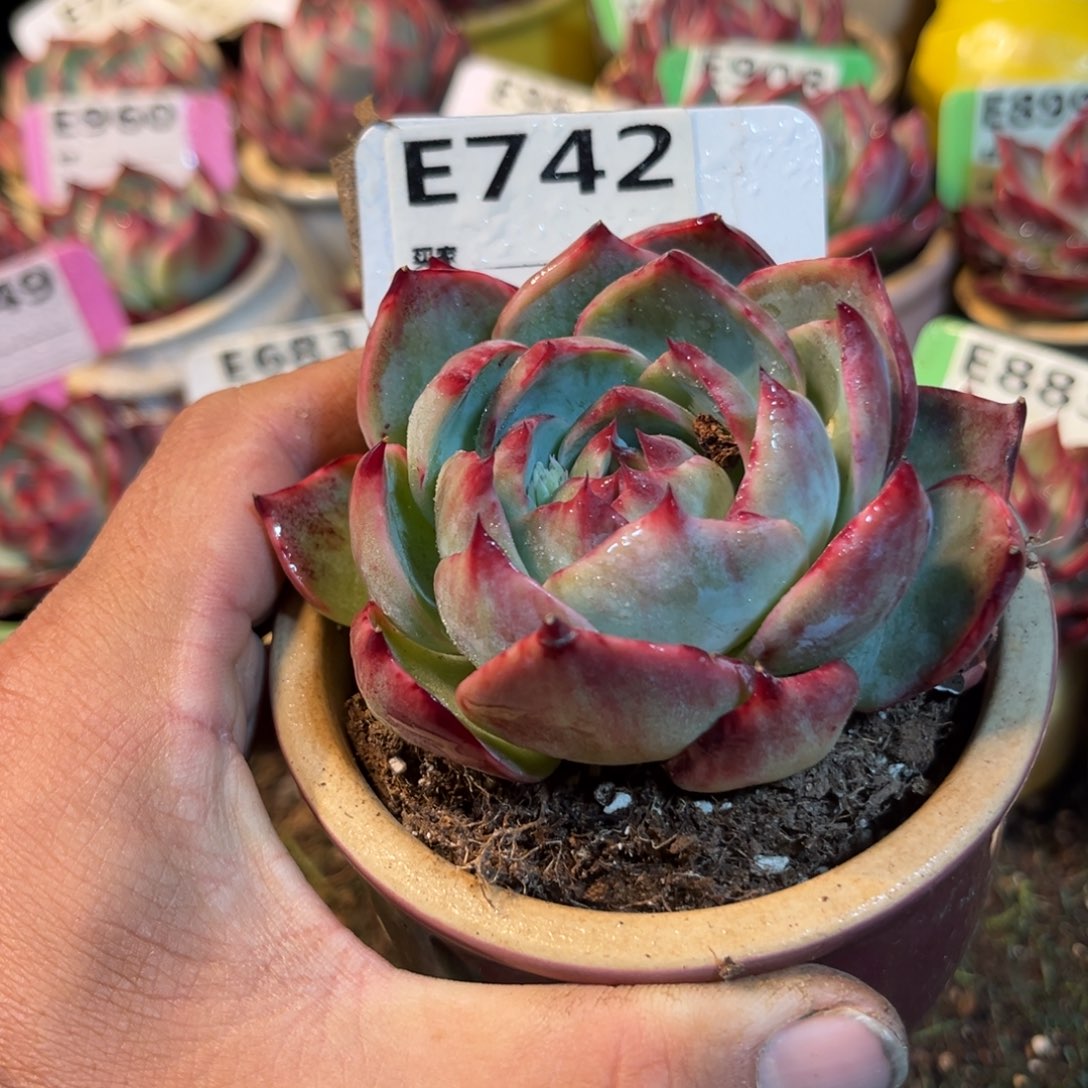 惊鸿一瞥742号多肉