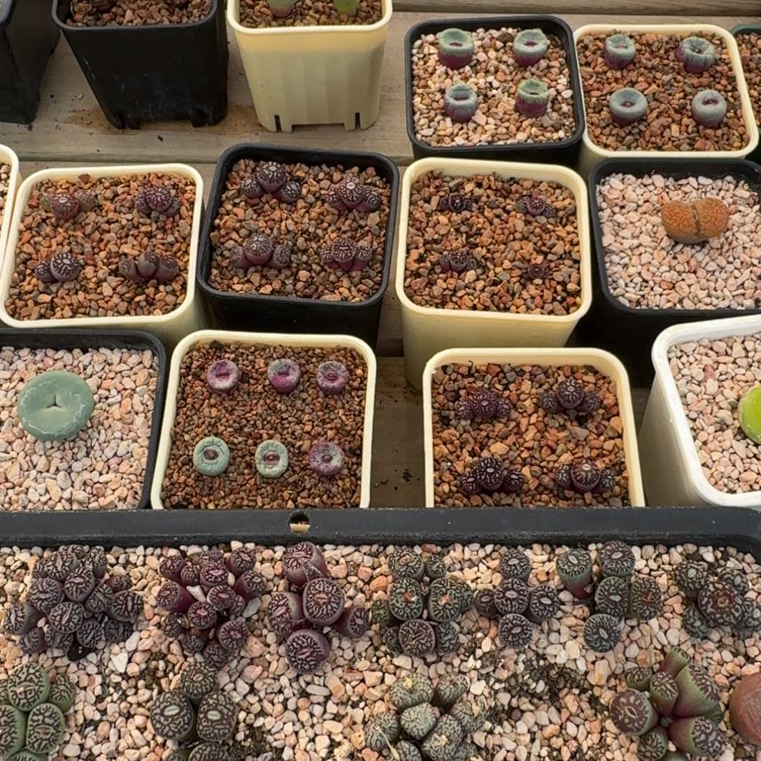 b***吖云缦精品番杏29.29