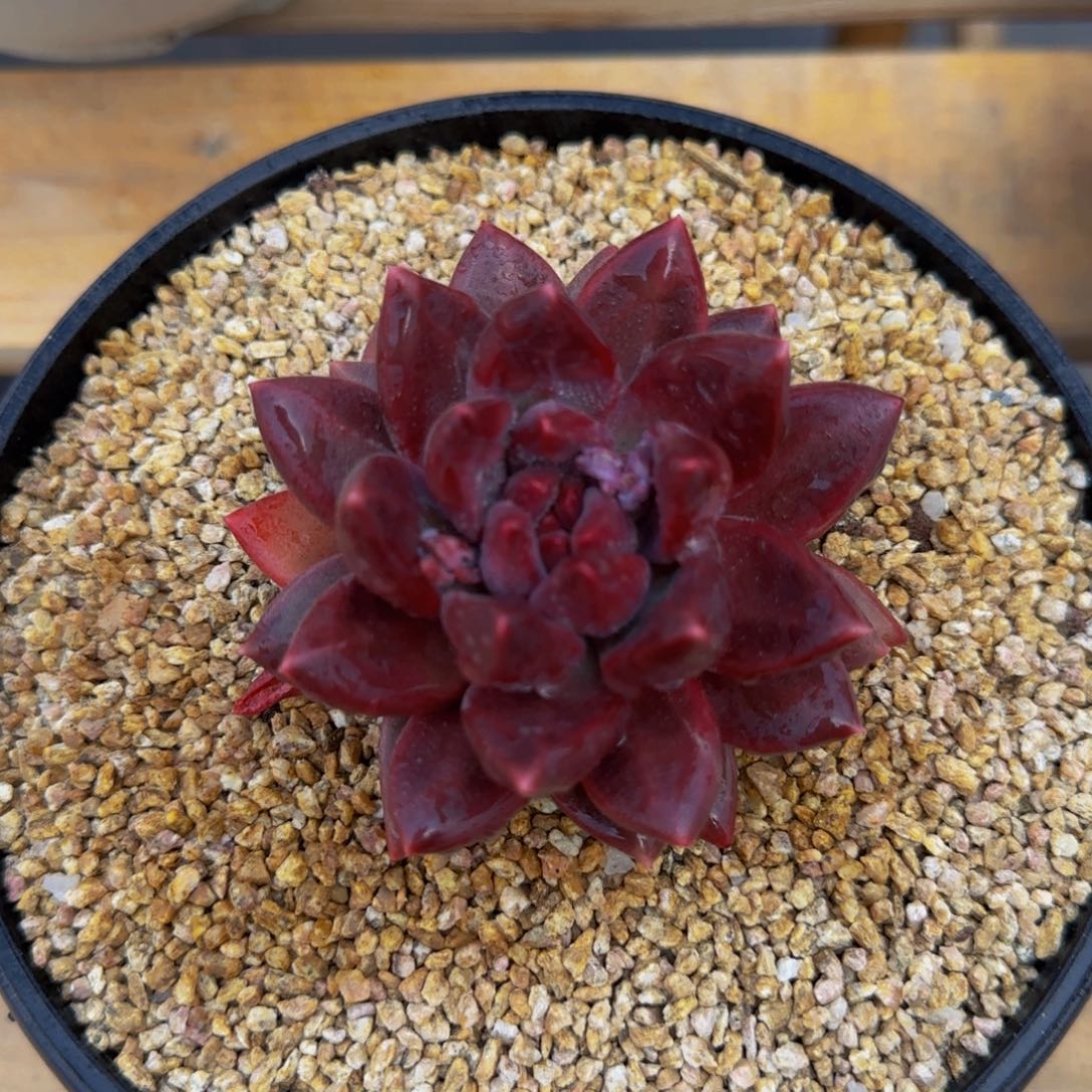 迷雾泡泡单头多肉植物