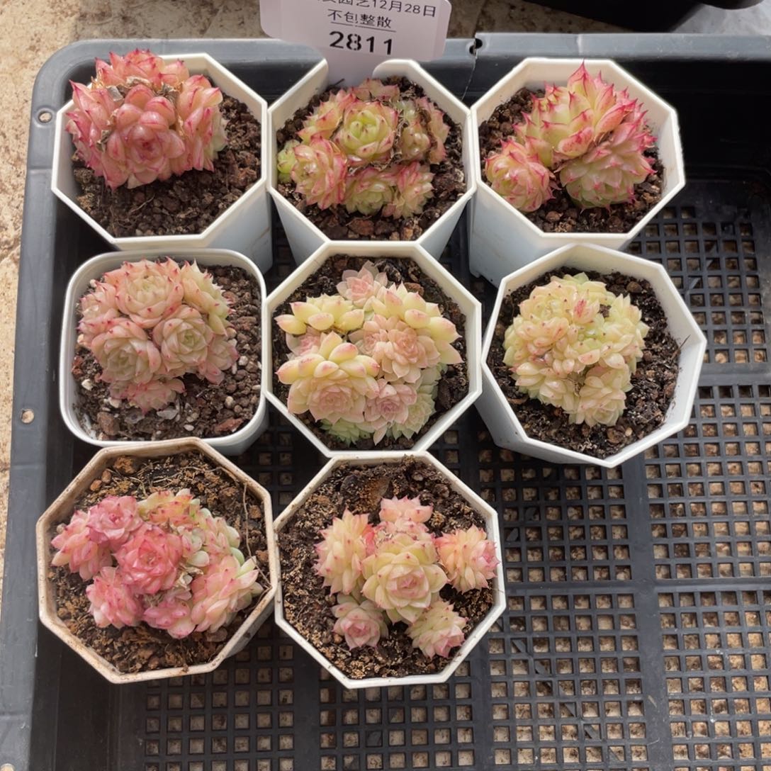 不包整散 盆子不售后2811