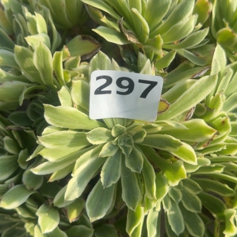 法师碧浪18-41多肉