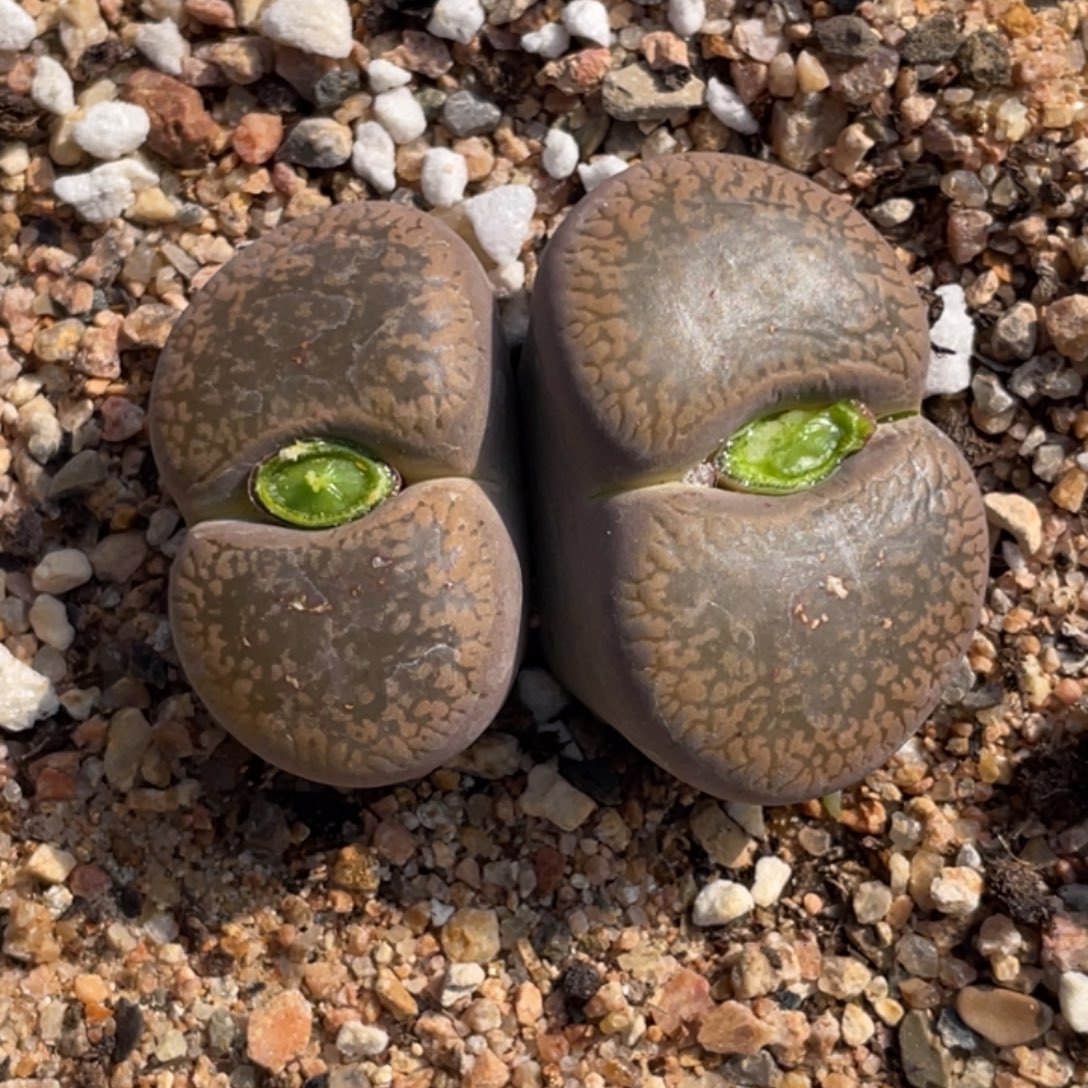 非偏远满20包邮792