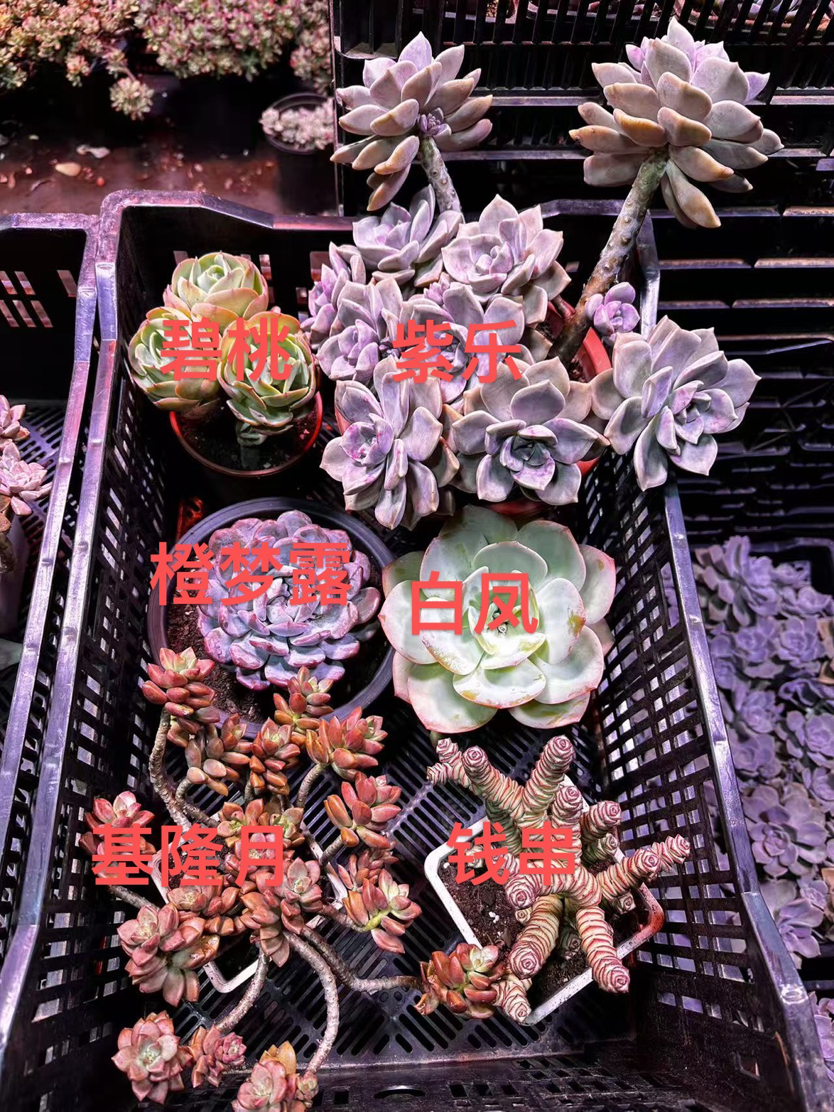 福利款（相片里面6颗）脱土发 轻微断枝不售后 多肉植物