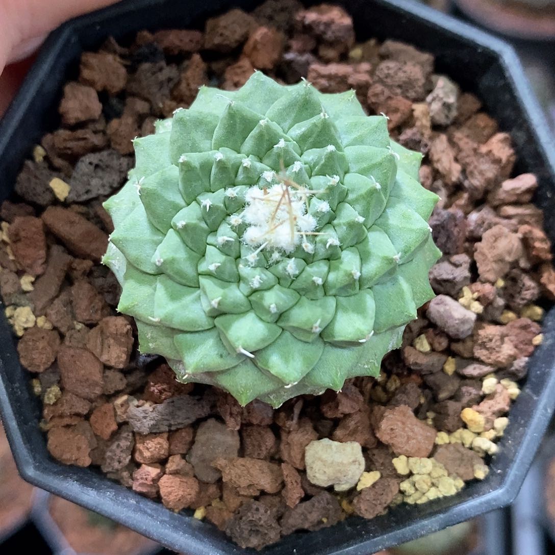 孤品实生优选龟甲角尤螺旋纹菊水3.6cm