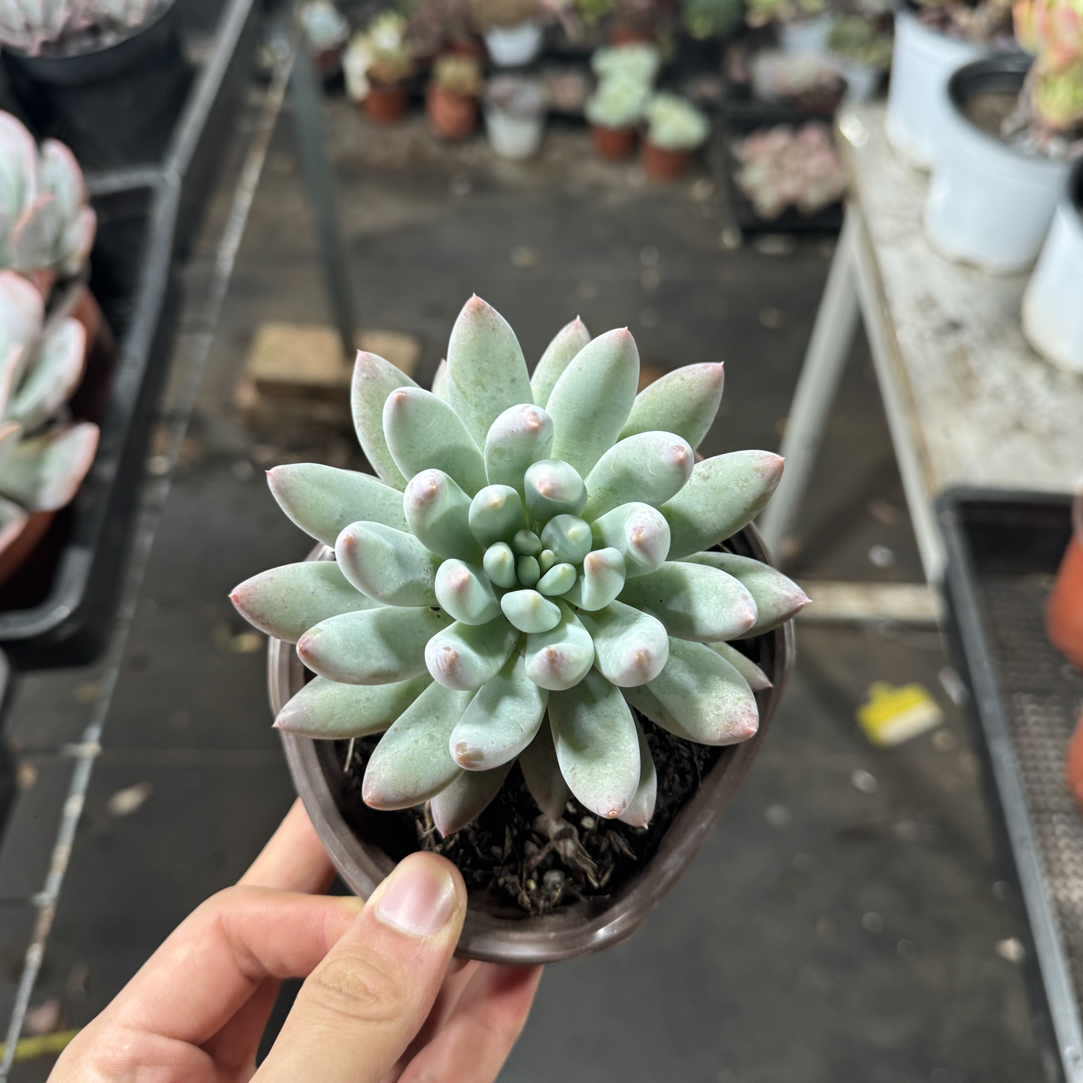 ¬所罗门阳台办公室庭院老桩盆栽高质量多肉多肉植物绿植多肉盆栽