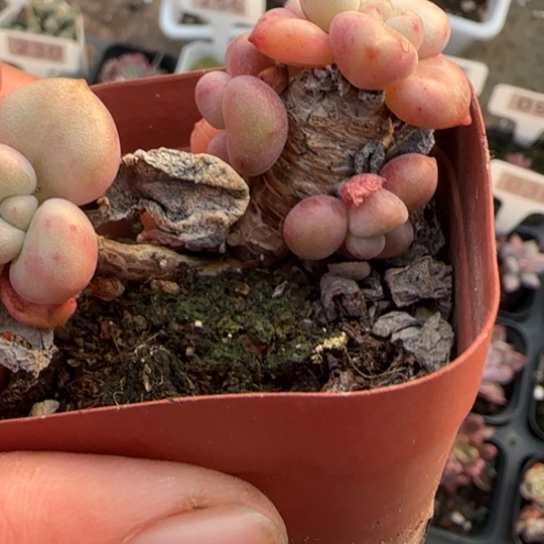 47比尔盖茨多肉植物多