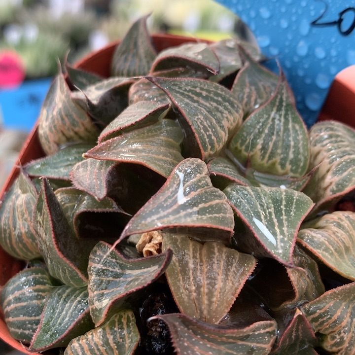 青蟹Love一物一拍