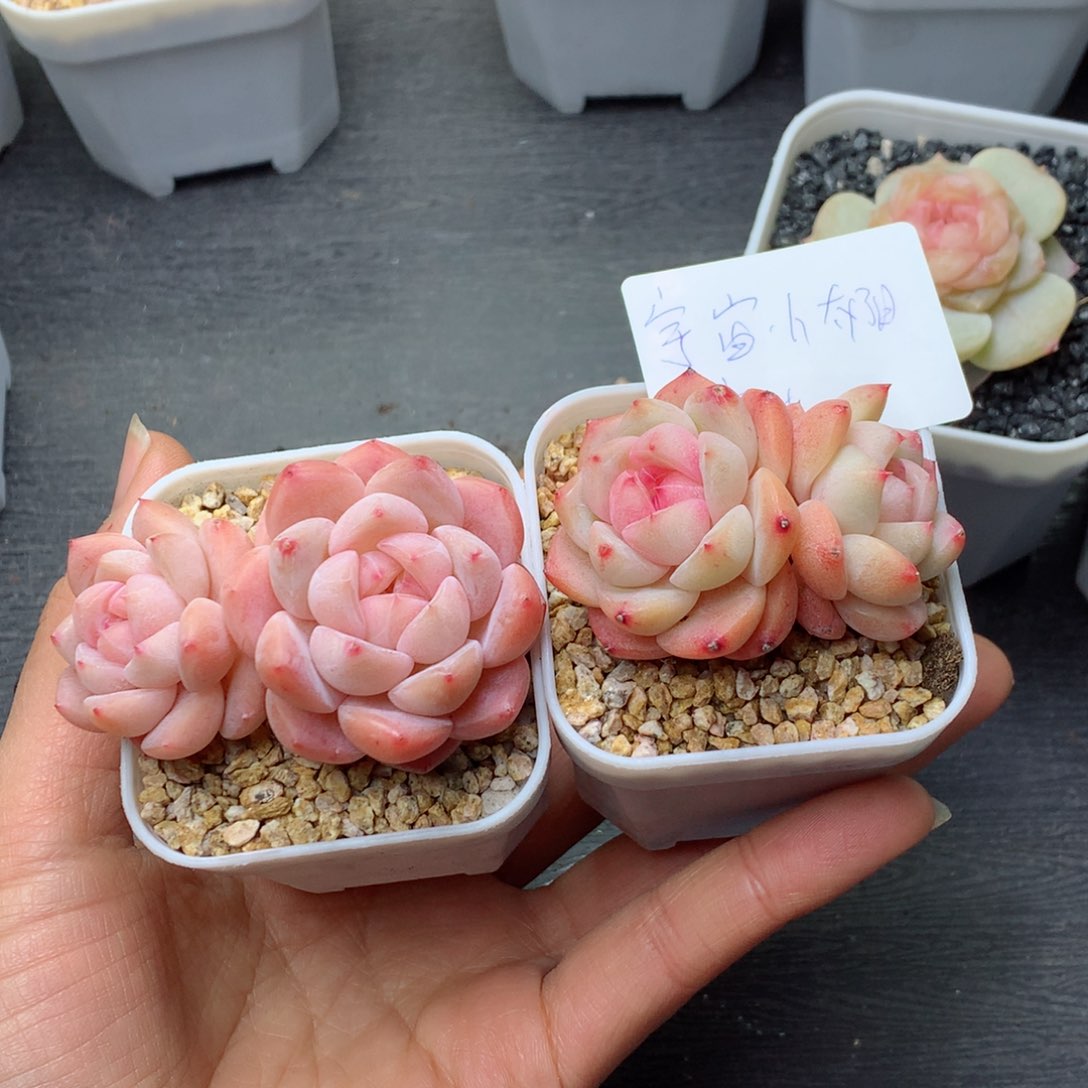 宇****多肉植物。 糖心带盆土