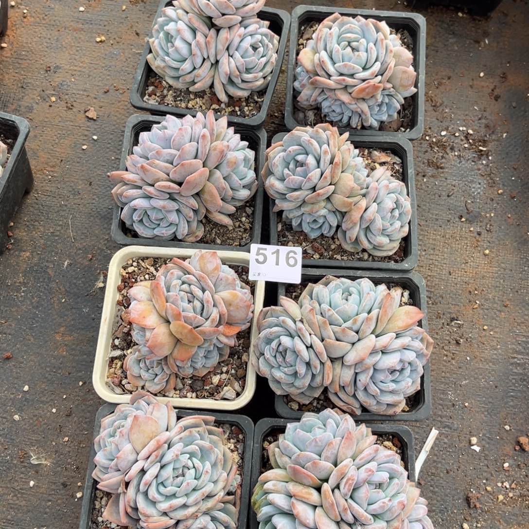 516号新疆西藏内蒙古不包邮的