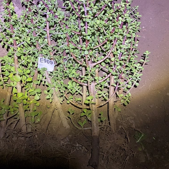 玄***龙金枝玉叶十条送一条909