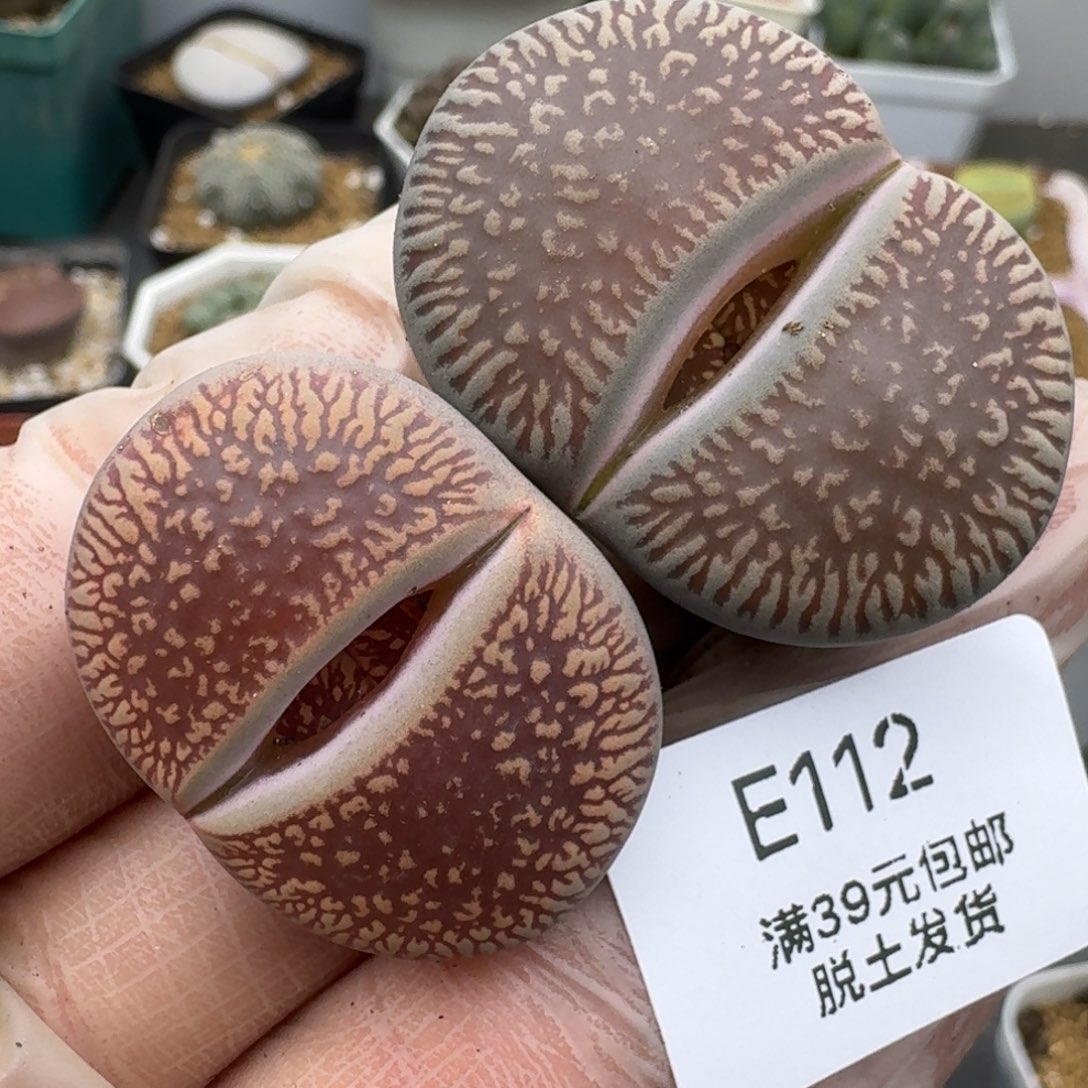 112多肉哈哈哈哈哈哈哈