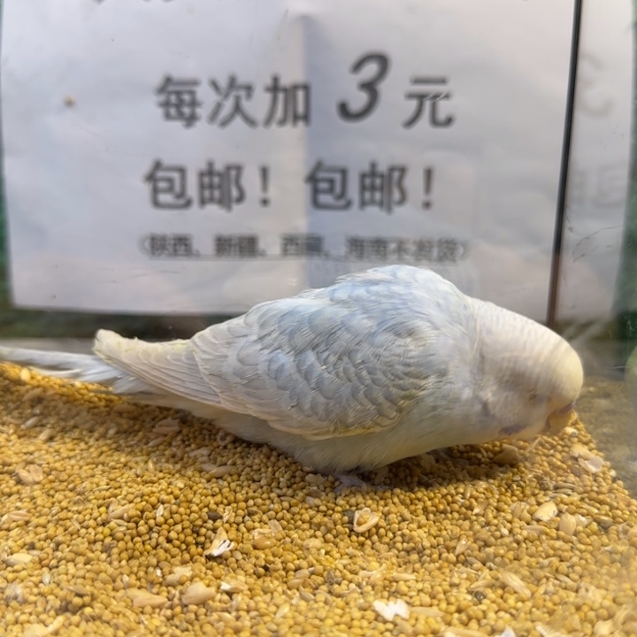 虎皮鹦鹉大头虎皮鹦鹉