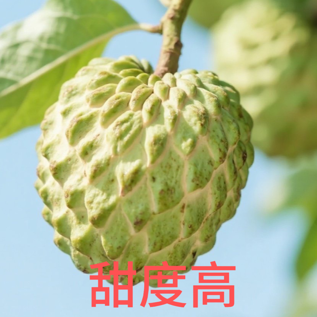 凤梨SJ甜度高，房前屋后可种植，一物一拍，福建漳州对版发货