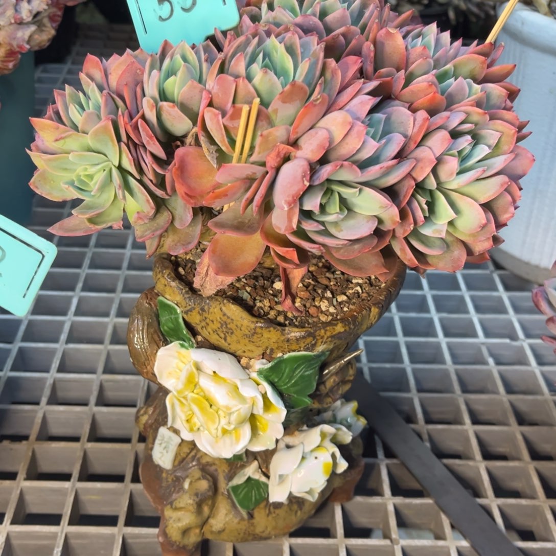 小雨多肉绮罗缀化