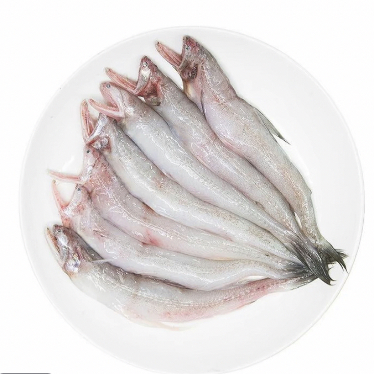 广东阳江海捕新鲜龙头鱼 豆腐鱼 九肚鱼 海鲜