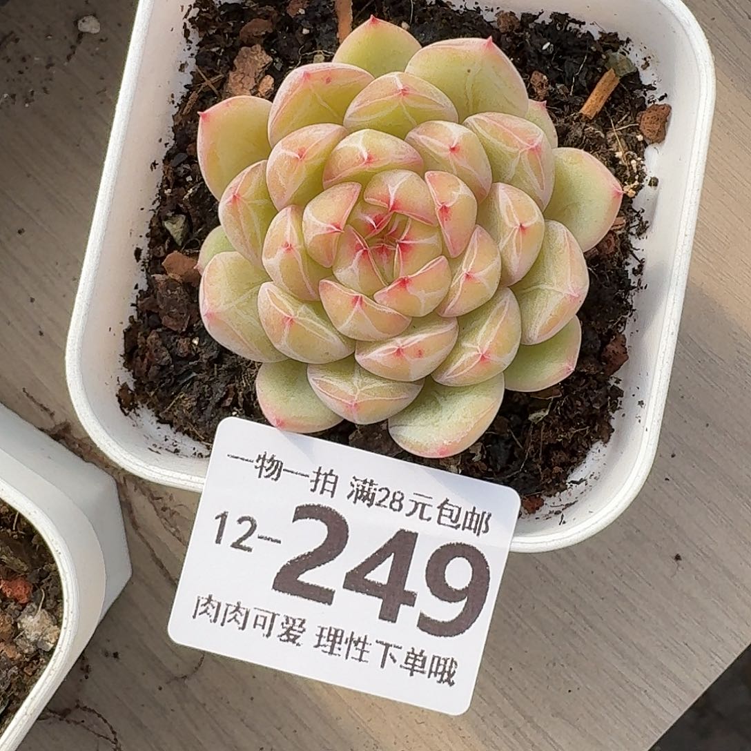 雪花珍妮无盆土发货无盆