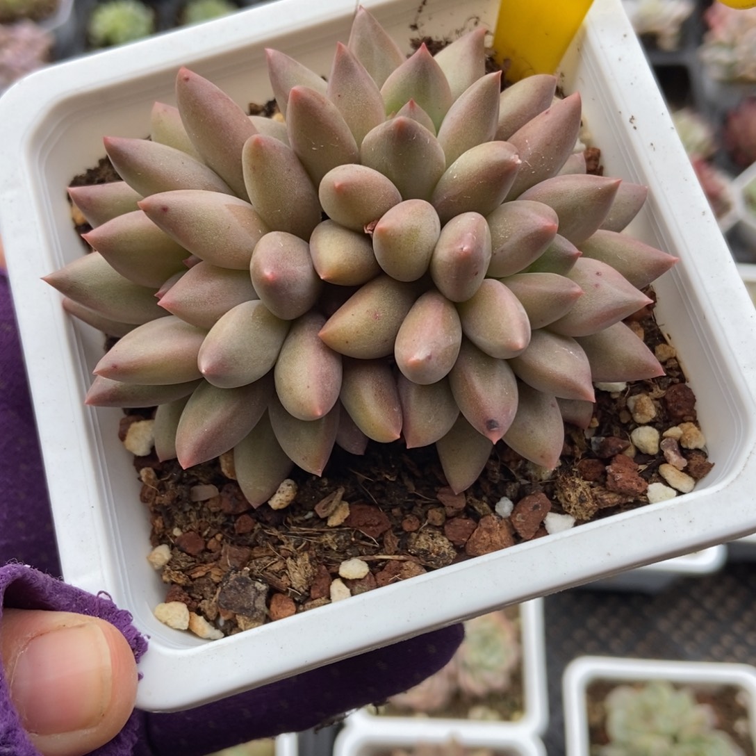 730水晶球多肉植物