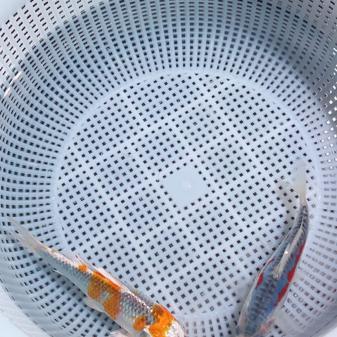 锦鲤锦鲤观赏鱼1111