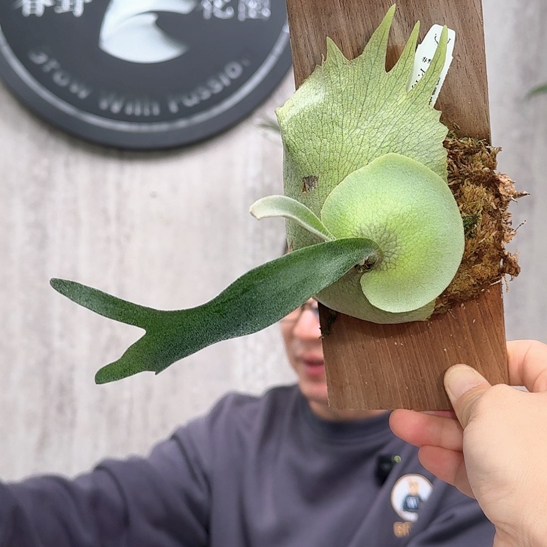 不开花植物雷电鹿角蕨书签板