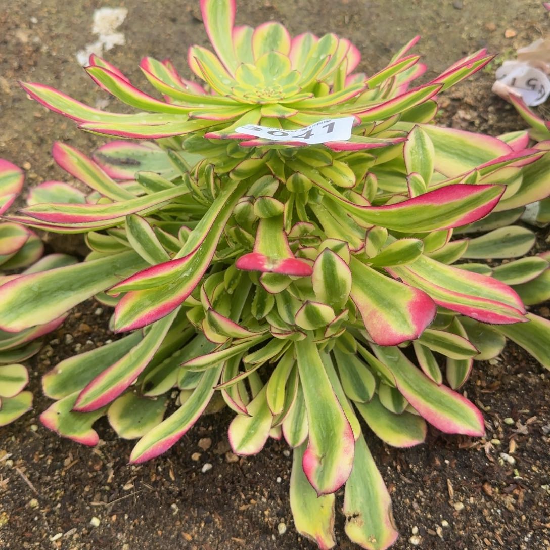 3041幻月。多肉植物