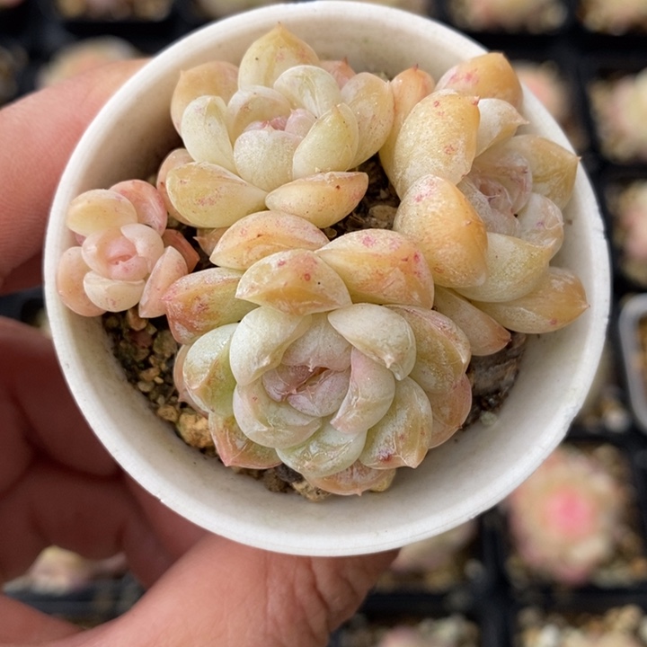 玛奇朵 多肉 111112.31