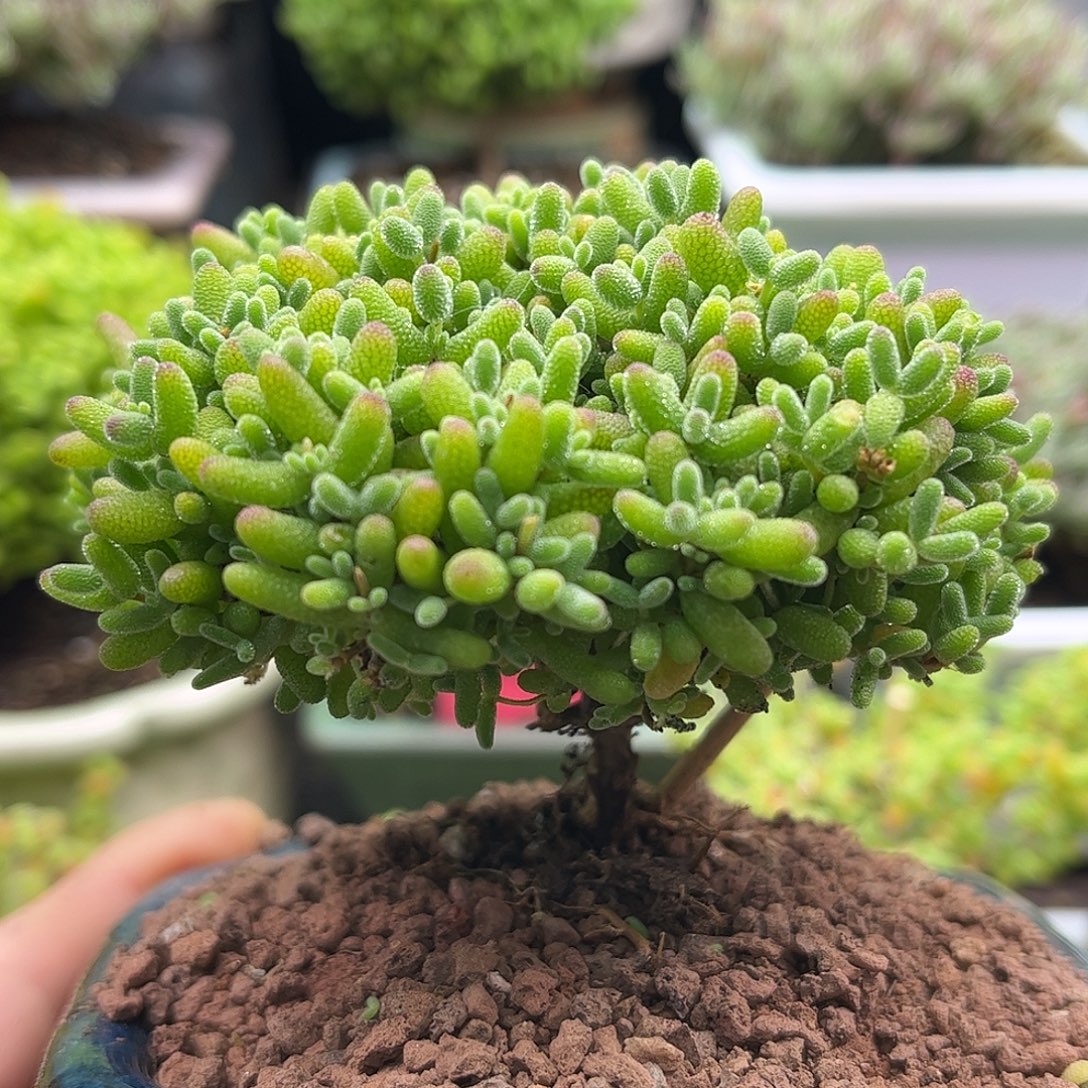 009蜜桔带盆优选枝干番杏