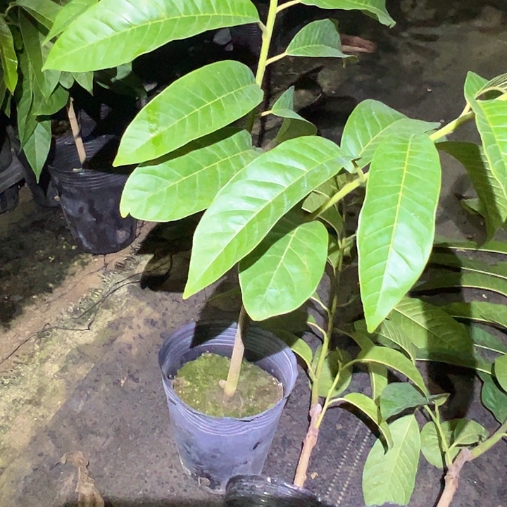 平***果血橙3689338984579