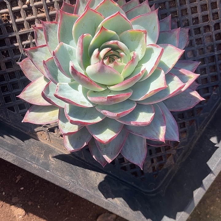 W***^惊鸿仙子，一物一拍